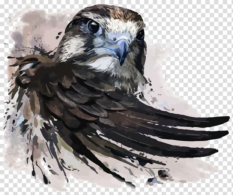  Lukisan  elang  lukisan  cat air Falcon Illustration Eagle 